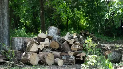 Древесину на 80 млн тенге не продал филиал "Семей орманы": директора уволили