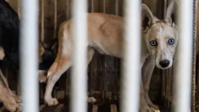 "Собака не скажет". Кошанов задался вопросом, куда ушли выделенные на ОСВВ миллиарды тенге