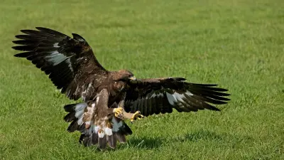 35 краснокнижных птиц обнаружили в нелегальном питомнике в Караганде