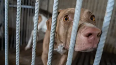 Поправки в закон о животных: депутаты приглашают несогласных к диалогу