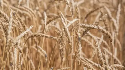 Должны учитывать потребности сельчан: 13,7 млн га земель вернули в госсобственность Казахстана