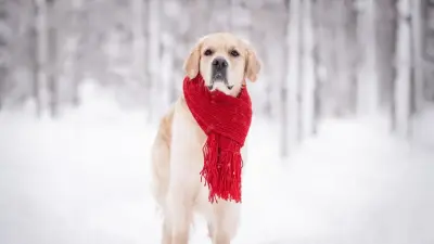 Метели, дожди и туманы: какая погода будет в феврале в Астане и Алматы