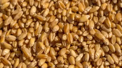 Предприятие отказалось снижать тарифы на отгрузку зерна в СКО: антимонопольщики начали расследование