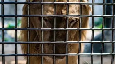 Мужчину, бросавшего камни во льва в зоопарке Алматы, привлекли к ответственности