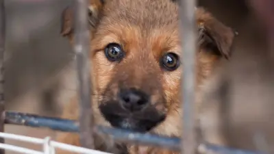 Земли частного приюта для животных изымают в Алматинской области по решению суда: что говорят в акимате