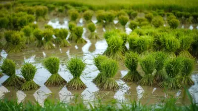 "Быстрее даёт деньги". Почему фермеры в Туркестанской области сеют рис, зная, что его будет нечем поливать