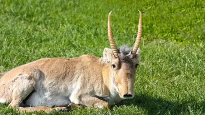 Когда Казахстан начнёт продавать рога сайгаков, ответил глава Минэкологии