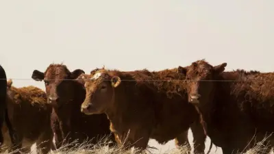 Причину массового падежа скота в Акмолинской области назвали в Комитете ветконтроля
