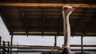 Юноша пинал страуса и пугал животных в зоопарке Шымкента