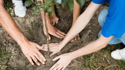 В Минэкологии обеспокоены пустой тратой денег на саженцы, которые не приживаются
