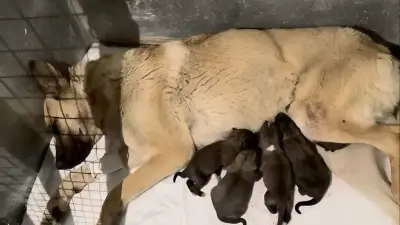 Беременную собаку смертельно ранили в Актау: полиция возбудила уголовное дело