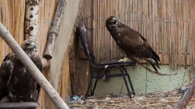 Мужчину задержали за незаконное содержание соколов в Жетысуской области