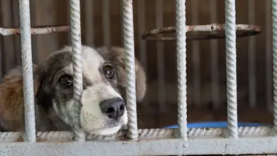 Эвтаназию бродячих собак могут ввести в Казахстане: поправки обсуждают в мажилисе