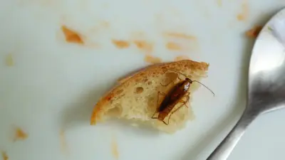 В больнице Караганды пациентам подали еду с насекомыми: поставщика питания проверяют