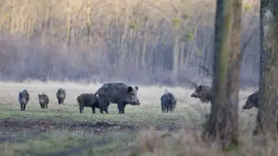 "Экосистема восстанавливается". Кабаны вернулись на территорию резервата "Ак Жайык" после крупного пожара