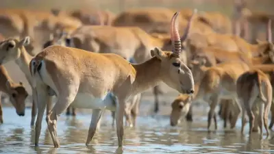 В Минэкологии Казахстана прокомментировали информацию о планах переселить 500 сайгаков в Узбекистан