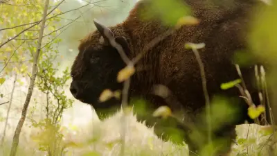 У инвестора, завёзшего бизонов в Акмолинскую область, пытались изъять земли