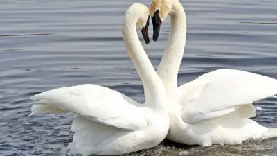 Двух отставших от стаи лебедей спасли в Атырауской области