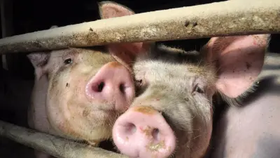 Диких свиней вывезли с фермы в Жетысуской области после жалоб на запах