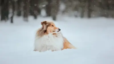 30-градусные морозы ожидаются в нескольких регионах Казахстана