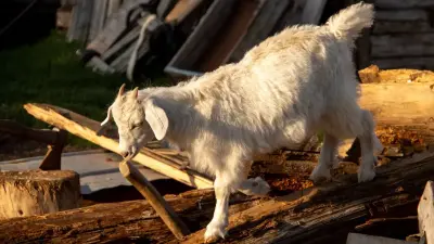 Ущерб в 100 млн тенге: женщину осудили за аферу с поставками скота в Жетысуской области