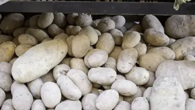 Минторговли о видео с гнилыми социальными овощами в магазинах: Всё очень субъективно