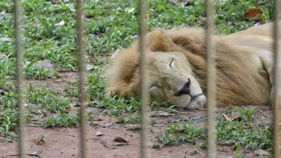 Мужчин, которые забросали камнями львов в биоцентре Семея, задержали