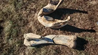 Останки мамонта, жившего около 40 тысяч лет назад, нашли в Акмолинской области