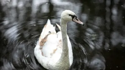 Двое мужчин издевались над лебедями в Ботаническом саду Алматы