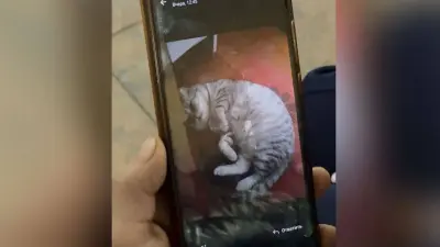 Просили выслать фото кота: мошенники пытались обмануть пенсионерку в СКО