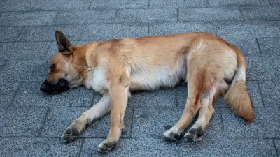 Собаку привязали к машине и тащили по дороге: жителя Алматы привлекут к ответственности