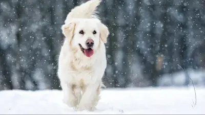 Потепление прогнозируют синоптики в последние дни января в Казахстане