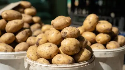 Молодой картофель относится к товарам премиум-сегмента – Минсельхоз