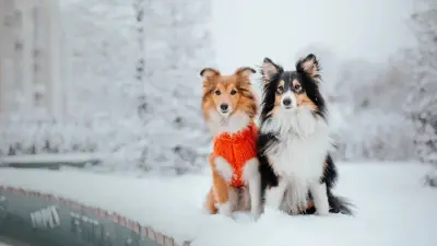 Мороз, метель и гололёд: какая погода ждёт казахстанцев в ближайшие дни