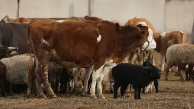 Срочную вакцинацию скота проведут в Казахстане после распространения опасной инфекции в России