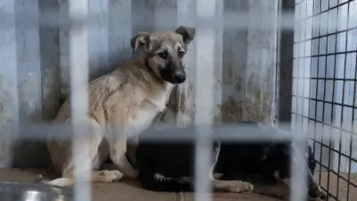 За убийство животных лишать свободы – депутаты предложили поправки в Уголовный кодекс