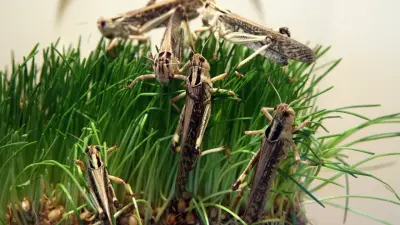 Борьба с саранчой: площадь обработок сократят в Казахстане в этом году