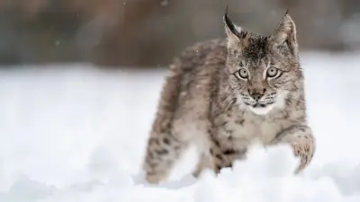 Покалечила двух собак и корову: рысь с подозрением на бешенство поймали в селе Костанайской области
