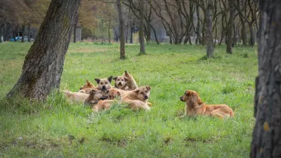 Собаки напали на ребёнка в Алматинской области: полиция завела уголовное дело