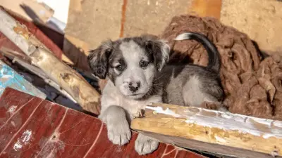 "Безответственная доброта опасна". Владельцев хотят обязать стерилизовать животных в Казахстане