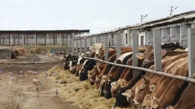 Акимат нарушил условия: фермеров заставляли вернуть выданное по госпрограмме имущество в Павлодарской области