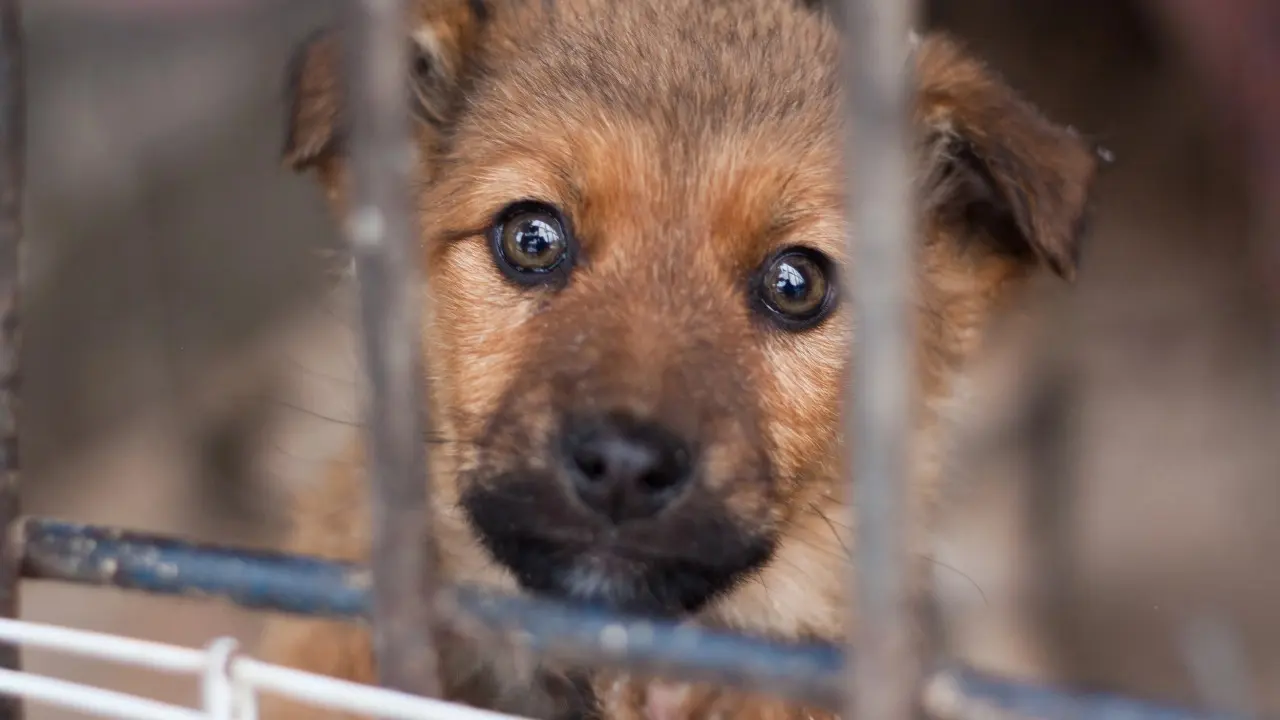 Земли частного приюта для животных изымают в Алматинской области по решению суда: что говорят в акимате