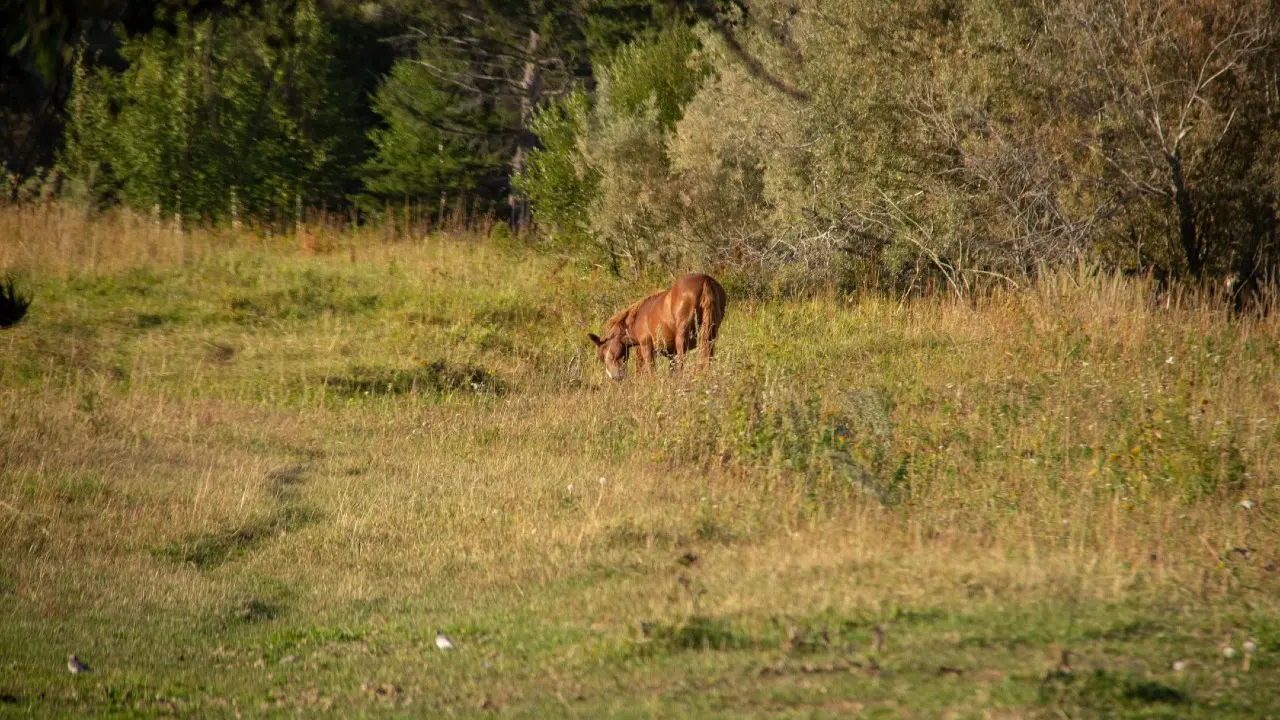 План по возврату земель досрочно выполнили в Казахстане в этом году
