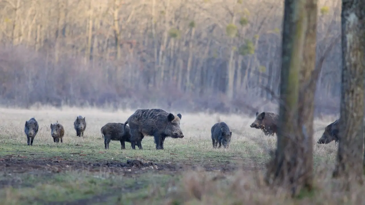 "Экосистема восстанавливается". Кабаны вернулись на территорию резервата "Ак Жайык" после крупного пожара