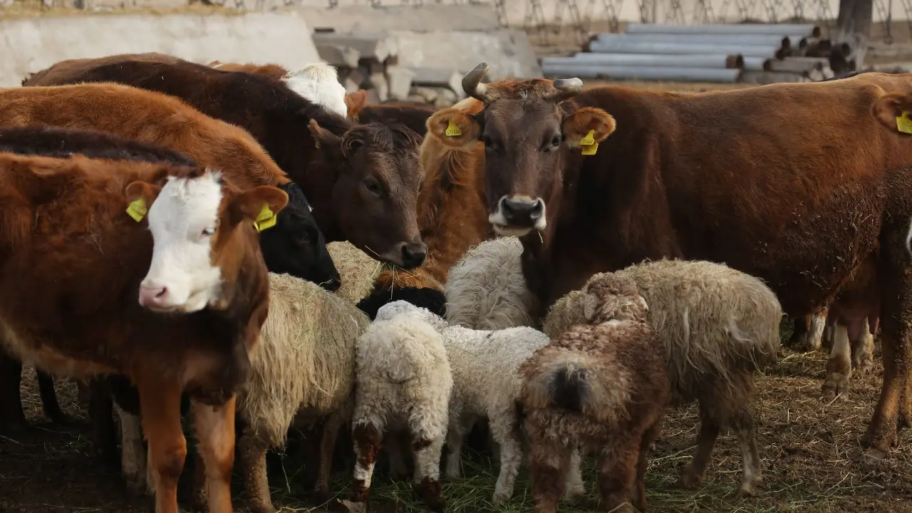 Фото Informburo.kz