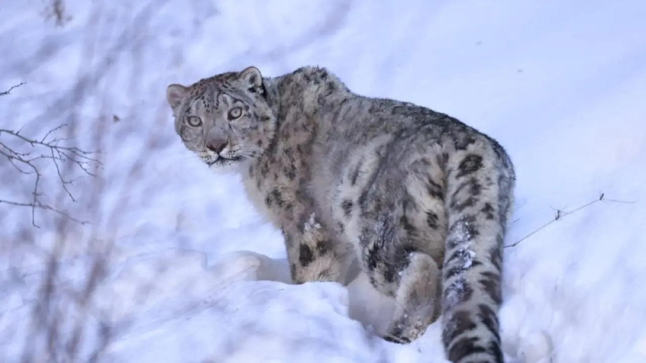 Фото Комитета лесного хозяйства и животного мира РК