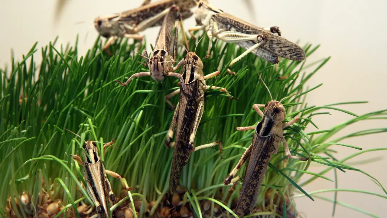 Борьба с саранчой: площадь обработок сократят в Казахстане в этом году