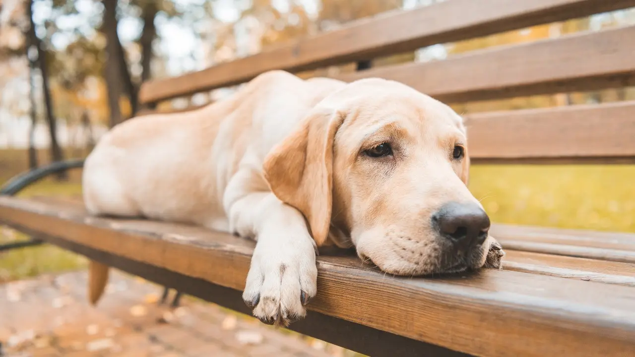 "Это нонсенс". Запретить вход в магазины с собаками предложили в Астане