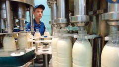 Молокоперерабатывающий завод в Сайраме производит 100 тонн продукции в сутки