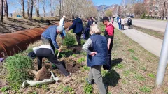 В Восточном Казахстане высадили 50 000 деревьев, субботники и участие молодежи